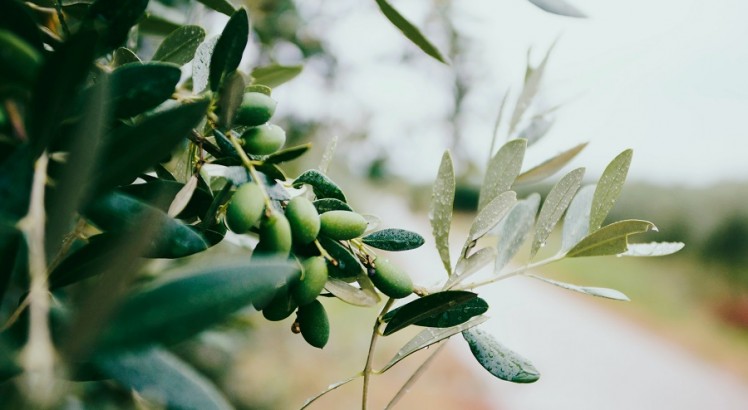 Wirkung von Olivenöl auf die Haut